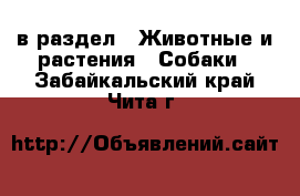  в раздел : Животные и растения » Собаки . Забайкальский край,Чита г.